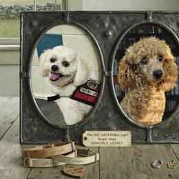 Maltipoo puppies from Cowgirl's Legacy Maltipoos