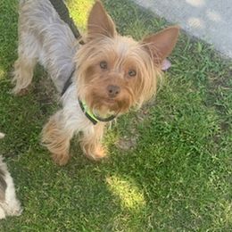 Shih Tzus and Yorkshire Terriers from Crystal's Shih Tzus and Yorkies