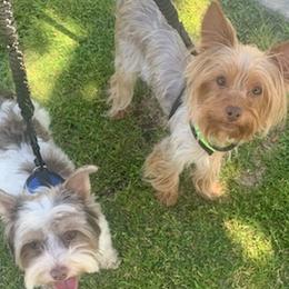 Shih Tzus and Yorkshire Terriers from Crystal's Shih Tzus and Yorkies