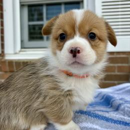 Lieutenant - Red male Pembroke Welsh Corgi puppy in Dugspur, Virginia from Camelot  Pembroke Corgis