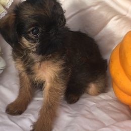 Brussels Griffon Puppies from Jeanette Williams