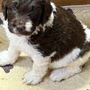 Crystal - female Newfypoo puppy in San Antonio, Texas from Mammoth Doodles
