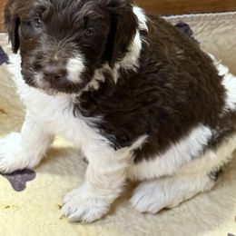Crystal - female Newfypoo puppy in San Antonio, Texas from Mammoth Doodles
