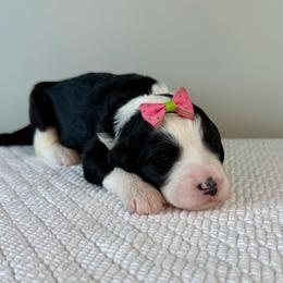 Ewe Betcha - Black and white female Sheepadoodle puppy in Adams, Nebraska from Boxcar Doodles and Poodles