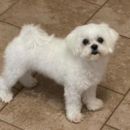 Snow - Maltese