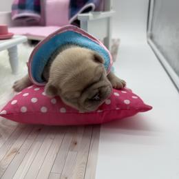Boy 3 - Blue male French Bulldog puppy in Campbell Hall, New York from Charlie’s Frenchies