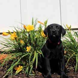 Labrador Retriever Puppies from Lacey Adkins