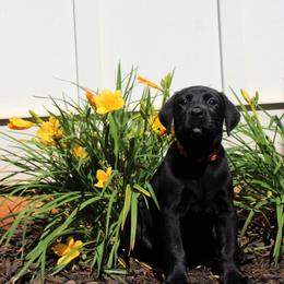 Labrador Retriever Puppies from Lacey Adkins