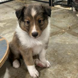 Blue - White and sable male Shetland Sheepdog puppy in Fontanelle, Iowa from Jensen Farms Shelties