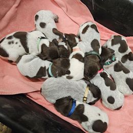 Boy 3 - Liver roan German Shorthaired Pointer puppy in Henderson, Texas from C4 Gun Dogs