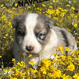 Gabriela - Blue merle female Border Collie puppy in Sanger, California from Flying M Cactus Ranch Buddies