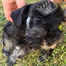 Maybel - Black and silver female Miniature Schnauzer puppy in Bixby, Oklahoma from The beansprouts