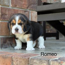 Romeo - Black tan and white male Beagle puppy in Mansfield, Missouri from Rippee Creek Kennel