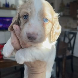 Carson - Piebald male Dachshund puppy in Massachusetts from Honey Bee Dachshunds