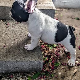 French Bulldog Puppies from G & K Frenchies LLC