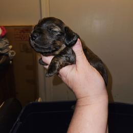 2 - Brindle male Dachshund puppy in Lansing, Michigan from Black Thunder 517 Cane Corso and Dachshunds