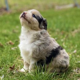 Miniature Australian Shepherds from Sunrise Acres Kennels