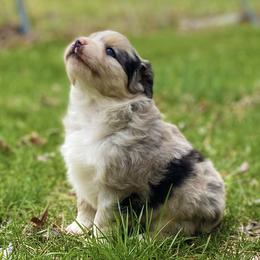 Miniature Australian Shepherds from Sunrise Acres Kennels