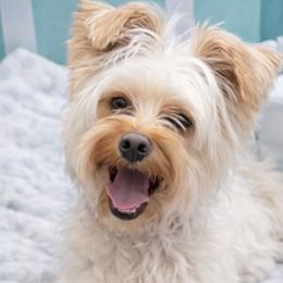 Jasper - Yorkshire Terrier