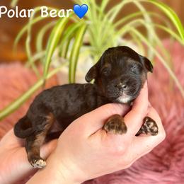Polar Bear - Black phantom male Aussiedoodle puppy in Lancaster, Minnesota from Finney Ranch