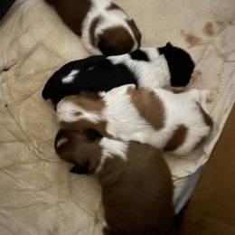 Shih Tzu Puppies from Lauri's Shih Tzus