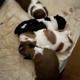 Shih Tzu Puppies from Lauri's Shih Tzus