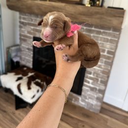 Pink - Red  female Goldendoodle puppy in Ruthorfordton, North Carolina from Duncan Doodles Goldendoodles