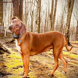 Sadie - Rhodesian Ridgeback