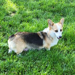 American Corgi and Pembroke Welsh Corgi All Grown Up from Lindsey Martin