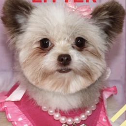 Shih Tzus from Miry’s Kennels