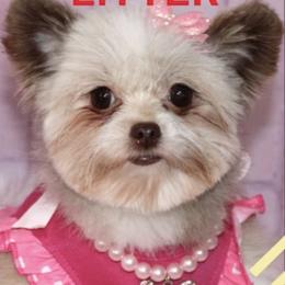 Shih Tzus from Miry’s Kennels