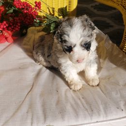 Aussiedoodle and Bordoodle Puppies from Sugar Doodles