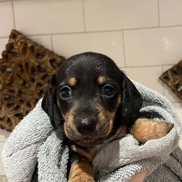 Dewey - Black and tan male Dachshund puppy in Spring Hill, Florida from Adorable Doxxies