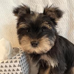 Boy 1 - Black and gold male Yorkshire Terrier puppy in Oregon City, Oregon from D’Luxe Kennels