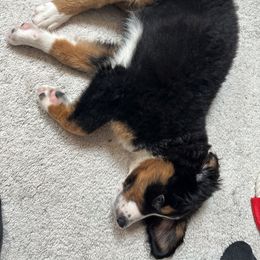 Bernedoodle Puppies from Buckingham's Bernedoodle Buddies