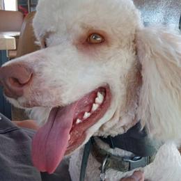 Gracie - Poodle