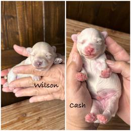 Maltipoo puppies from Toy Poodles And Maltese Of Florida
