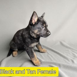 Girl 1 - Black and tan female German Shepherd puppy in Altoona, Florida from Blue Line Shepherds