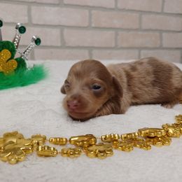Basset Hound and Dachshund Puppies from Low Down Bassets