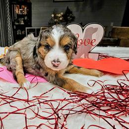 Aspen - Chocolate merle female Bernedoodle puppy in Forest, Ohio from Mini Doodle Buddies