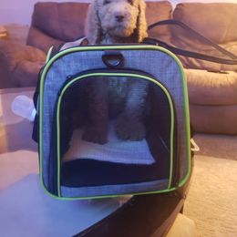 Goldendoodle All Grown Up from Lavender Field Doodles