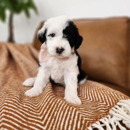 Orange - Black and white male Sheepadoodle puppy in Tooele, Utah from Salt & Snow Pups