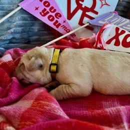 Arrow - Yellow Labrador Retriever puppy in Knightdale, North Carolina from Four Belles Labradors