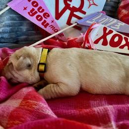 Arrow - Yellow Labrador Retriever puppy in Knightdale, North Carolina from Four Belles Labradors