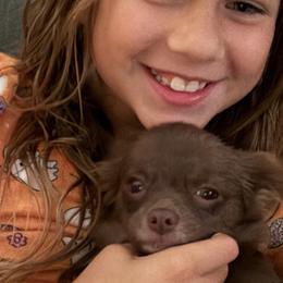 Brussels Griffons, Chihuahuas, and French Bulldogs from BZB Griffs