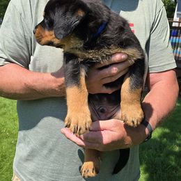 Rottweiler Puppies from Vom Peiffley Rottweilers, LLC