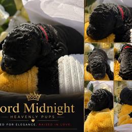 Lord Midnight - Black male Goldendoodle puppy in Duluth, Minnesota from heavenly Pups kennel