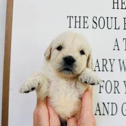 Ruby - Light golden female Golden Retriever puppy in Oconto, Wisconsin from Abbie's Golden Retrievers