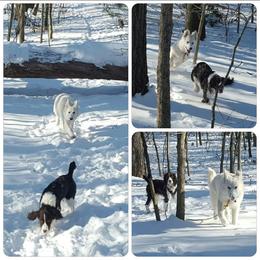 Berger Blanc Suisse and German Shepherd Puppies from Vom Hundhaus German Shepherds