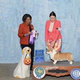 Elsa - Pembroke Welsh Corgi